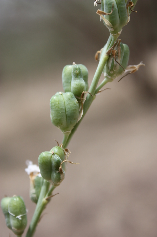 Image of Drimia indica (Roxb.) Jessop