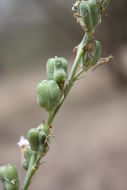 Image of Drimia indica (Roxb.) Jessop