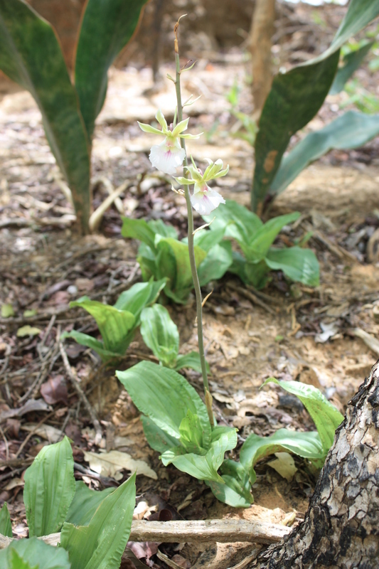 Image of Orchid