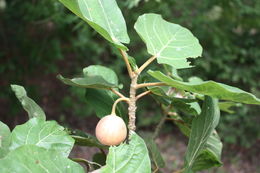 Imagem de Ficus vallis-choudae Del.