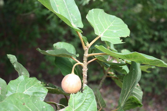 Image of False cape fig