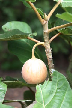 Imagem de Ficus vallis-choudae Del.