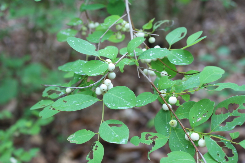 Image of White berry bush