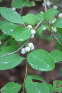 Image of White berry bush