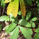 Слика од Garcinia ovalifolia Oliv.