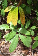 Image of Garcinia ovalifolia Oliv.