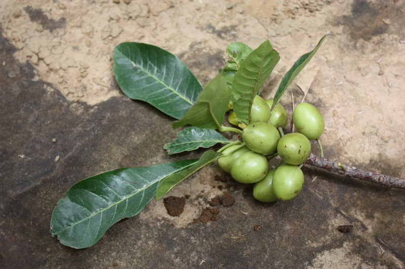 Image of Garcinia ovalifolia Oliv.