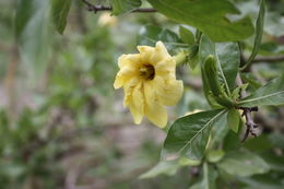 Image of Gardenia erubescens Stapf & Hutch.