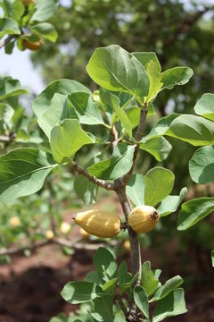 Image of Gardenia erubescens Stapf & Hutch.