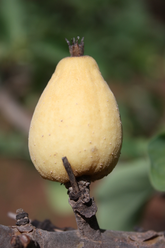 Image of Gardenia erubescens Stapf & Hutch.