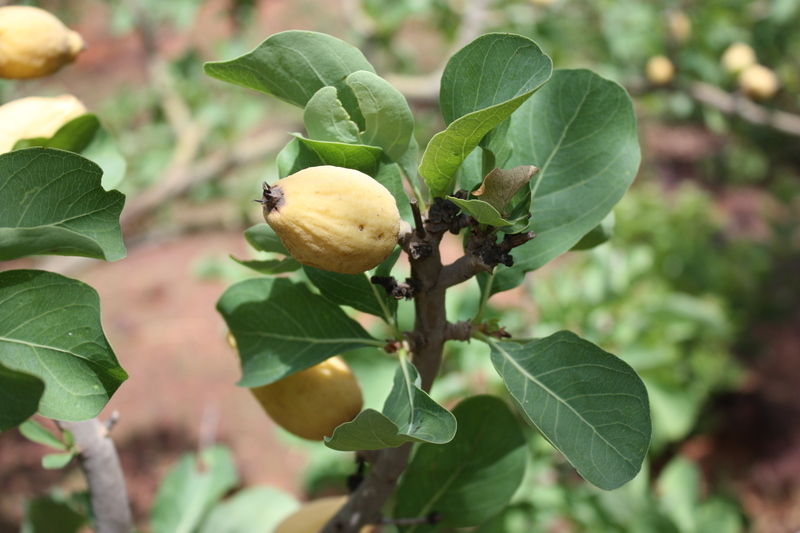 Image of Gardenia erubescens Stapf & Hutch.