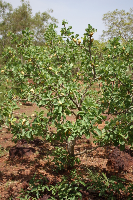 Image of Gardenia erubescens Stapf & Hutch.