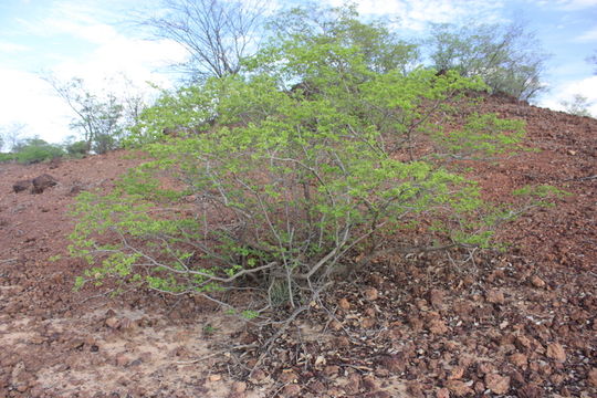 Image of Gardenia sokotensis Hutch.