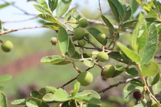 Image de Grewia flavescens Juss.