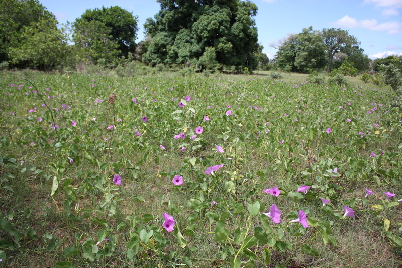 Image of ginger-leaf morning-glory