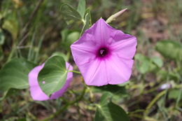 Imagem de Ipomoea asarifolia (Desr.) Roem. & Schult.