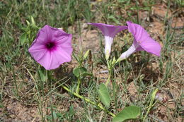 Imagem de Ipomoea asarifolia (Desr.) Roem. & Schult.