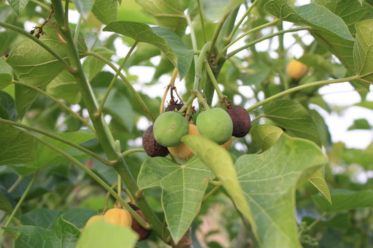 Image of Barbados nut