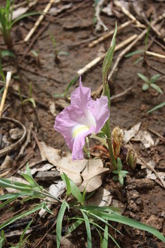 Image of Mauve ginger