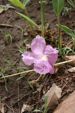 Image of Mauve ginger