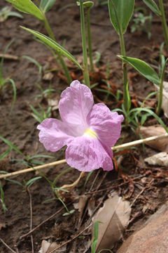 Image of Mauve ginger