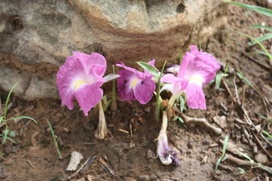 Image of Mauve ginger