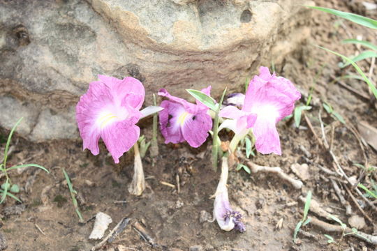 Image of Mauve ginger