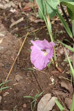 Image of Mauve ginger