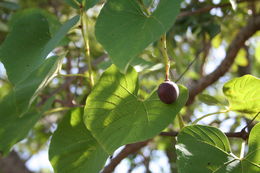 Image of Cissus populnea Guill. & Perr.