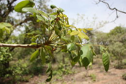 Image of Lannea velutina A. Rich.