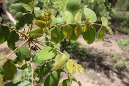 Image of Lannea velutina A. Rich.