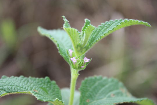 Plancia ëd Lantana ukambensis (Vatke) Verdc.