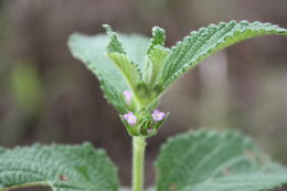 Plancia ëd Lantana ukambensis (Vatke) Verdc.