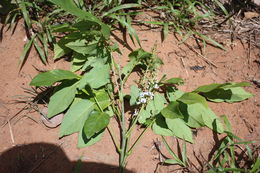 Plancia ëd Philenoptera cyanescens (Schum. & Thonn.) Roberty