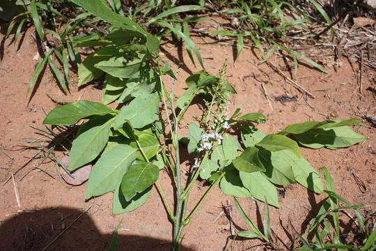 Image of lonchocarpus