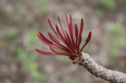 Image of Lophira lanceolata