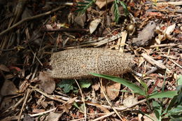 Image of <i>Luffa cylindrica</i>