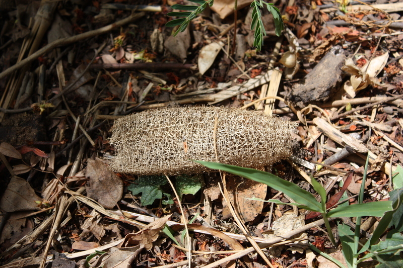 Image of climbing okra