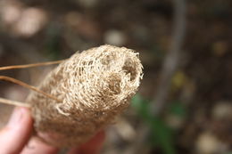 Image of climbing okra