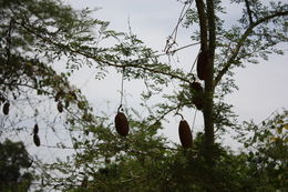 Image of climbing okra