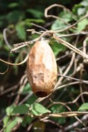 Image of climbing okra