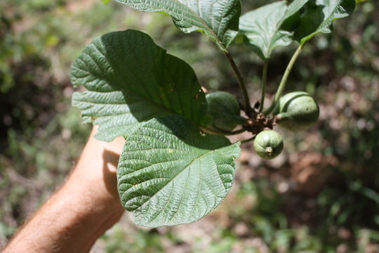 Image of Macrosphyra longistyla (DC.) Hiern