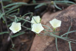 Image of Sword-leaf merremia