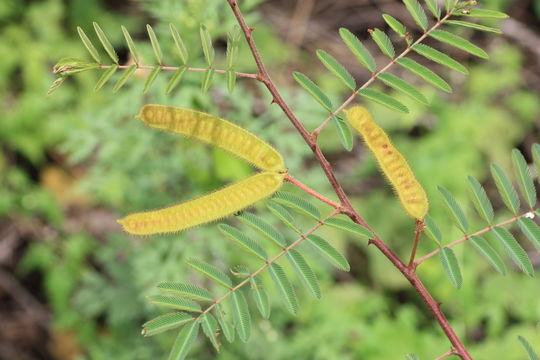 Plancia ëd Mimosa pigra L.