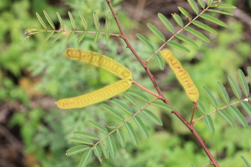 Слика од Mimosa pigra L.