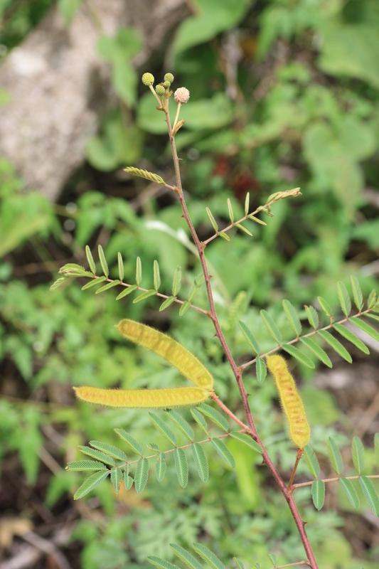 Plancia ëd Mimosa pigra L.