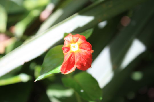 Image of Mussaenda elegans Schumach. & Thonn.