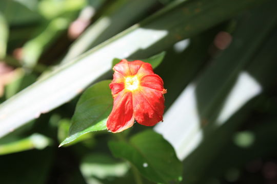 Image of Mussaenda elegans Schumach. & Thonn.