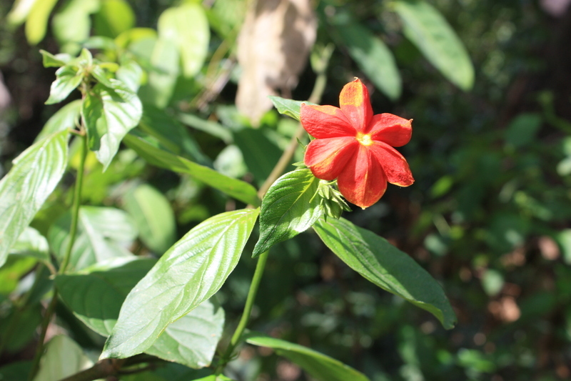 Image of Mussaenda elegans Schumach. & Thonn.