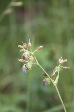 Image of Murdannia simplex (Vahl) Brenan